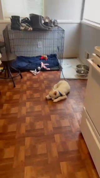 10 Week Old Male Husky Text 6 1 4 2 0 6 0 4 2 5 in Columbus, Ohio