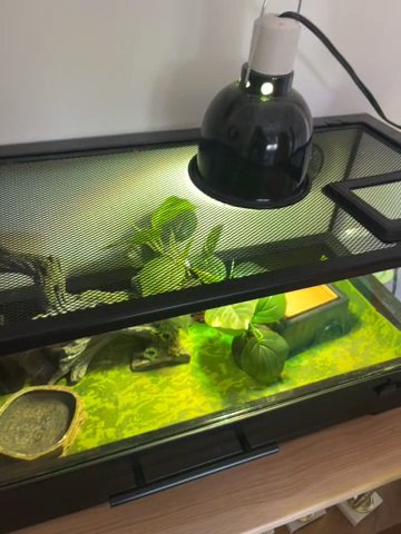 2 Leopard Geckos in Santa Rosa, California