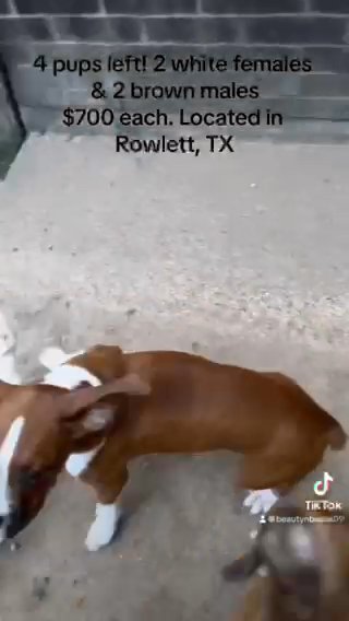 Boxer Pups in Dallas, Texas