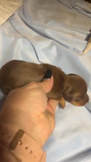 Male Dachshund in Montgomery, Alabama