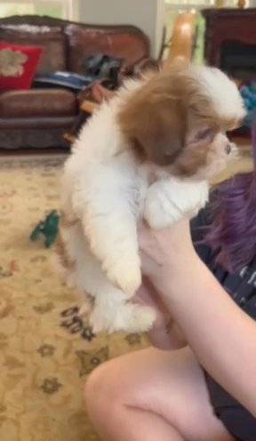 Shih Tzu Male Golden in Montgomery, Alabama