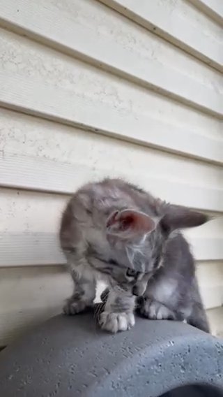 Silver Is Ready To New Home in Wilmington, Delaware