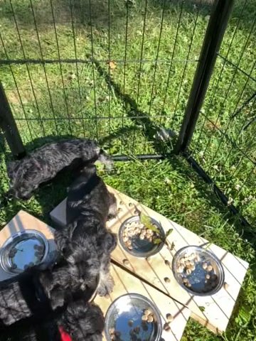 AKC Miniature Schnauzer in Centralia, Illinois