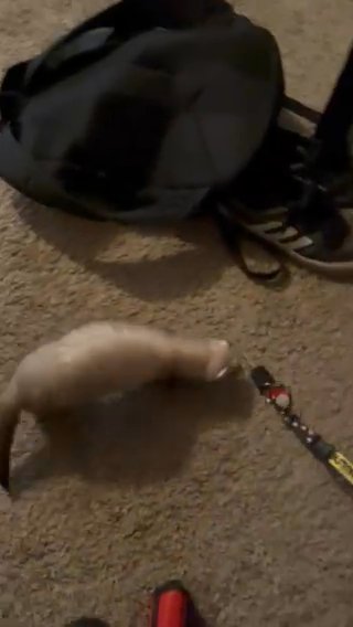 Rehoming Noodle the Ferret in Pittsburgh, Pennsylvania
