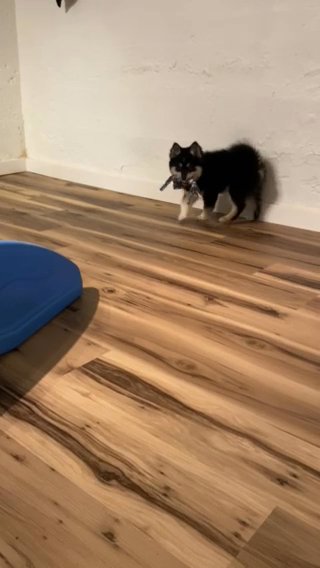Arctic Spitz / Pomsky in Roseburg, Oregon