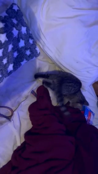 Male Kitten 3 Months in San Antonio, Texas