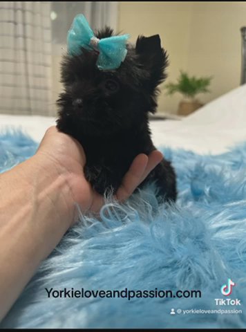 Tiny Solid Black Male in Pensacola, Florida