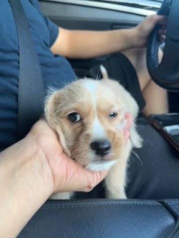 Cocker Spaniel Mix in Corona, California