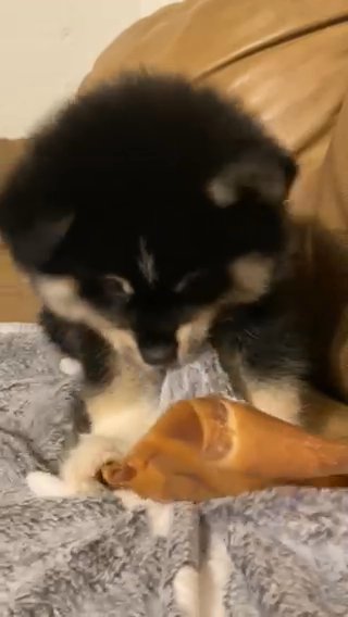 Sprout - Male Pomsky in Roseburg, Oregon