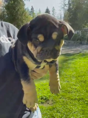 English Bulldog in Seattle, Washington