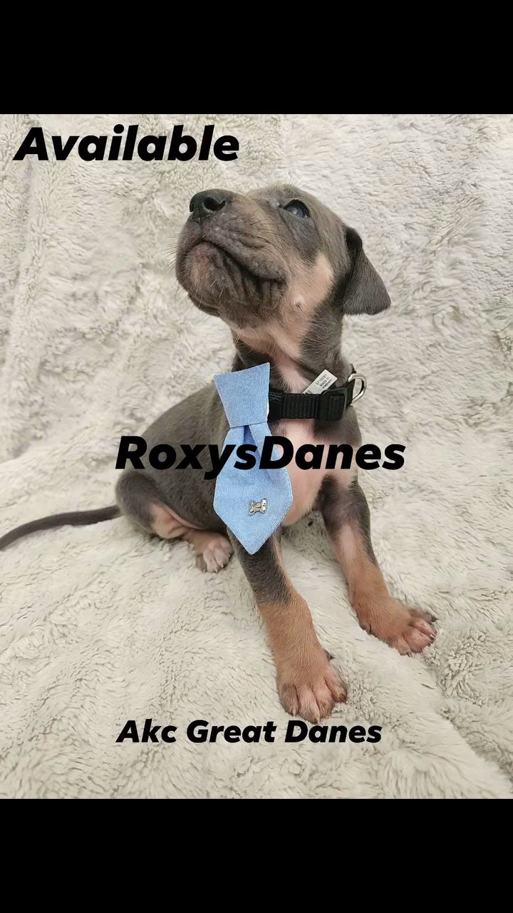 Great dane puppies in Hope Mills, North Carolina