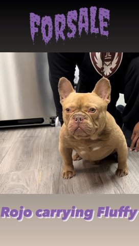 New Shade Rojo Carrying Fluffy in Bethlehem, Pennsylvania