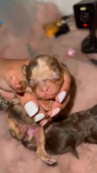 Chocolate phantom Merle shipoo in Kissimmee, Florida