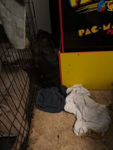 Pittbull Puppy in Winston-Salem, North Carolina