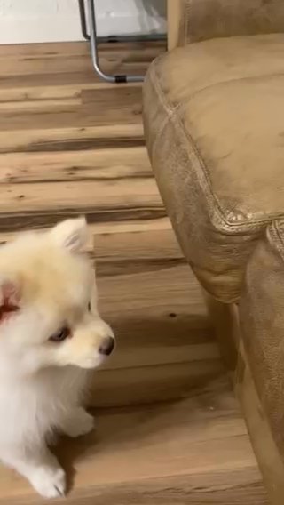 Arctic Spitz / Pomsky in Roseburg, Oregon