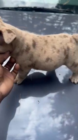 Beautiful female for sale in Derry, New Hampshire