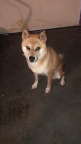Please Help Me Rehome My Shiba Inu Before College ? in Atlanta, Georgia