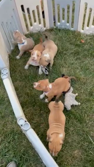 American Bully Male in Akron, Ohio