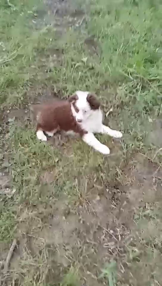 Red Tri Mini Aussie in Paragould, Arkansas