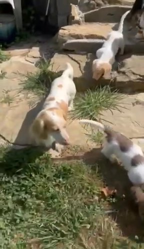 AKC Long-haired Piebalds, carry Dapple in Oak Ridge, Tennessee