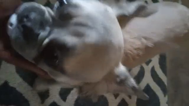 Frenchie in Fort Lauderdale, Florida
