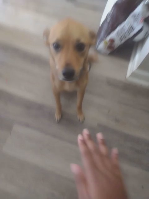 Dog for possible rehoming in San Antonio, Texas