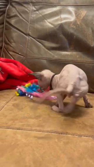 Sphynx Kitten in Springfield, Missouri