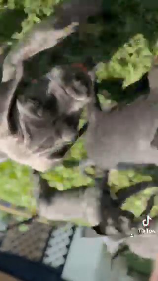Cane Corso in Philadelphia, Pennsylvania