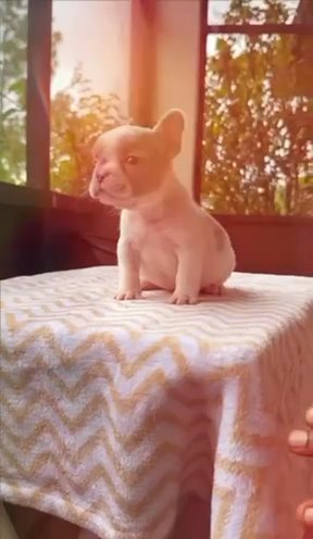 Frenchie Puppies Available in Lehigh Acres, Florida