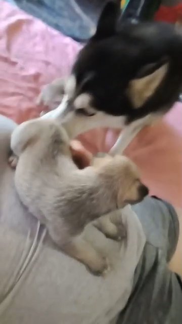Mommy and puppies in Philadelphia, Pennsylvania