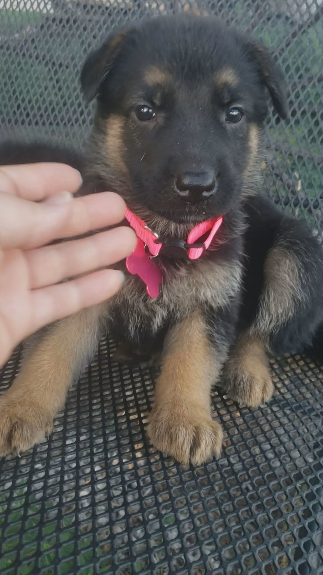 German shepherd akc hera (pink) in Grand Island, Nebraska