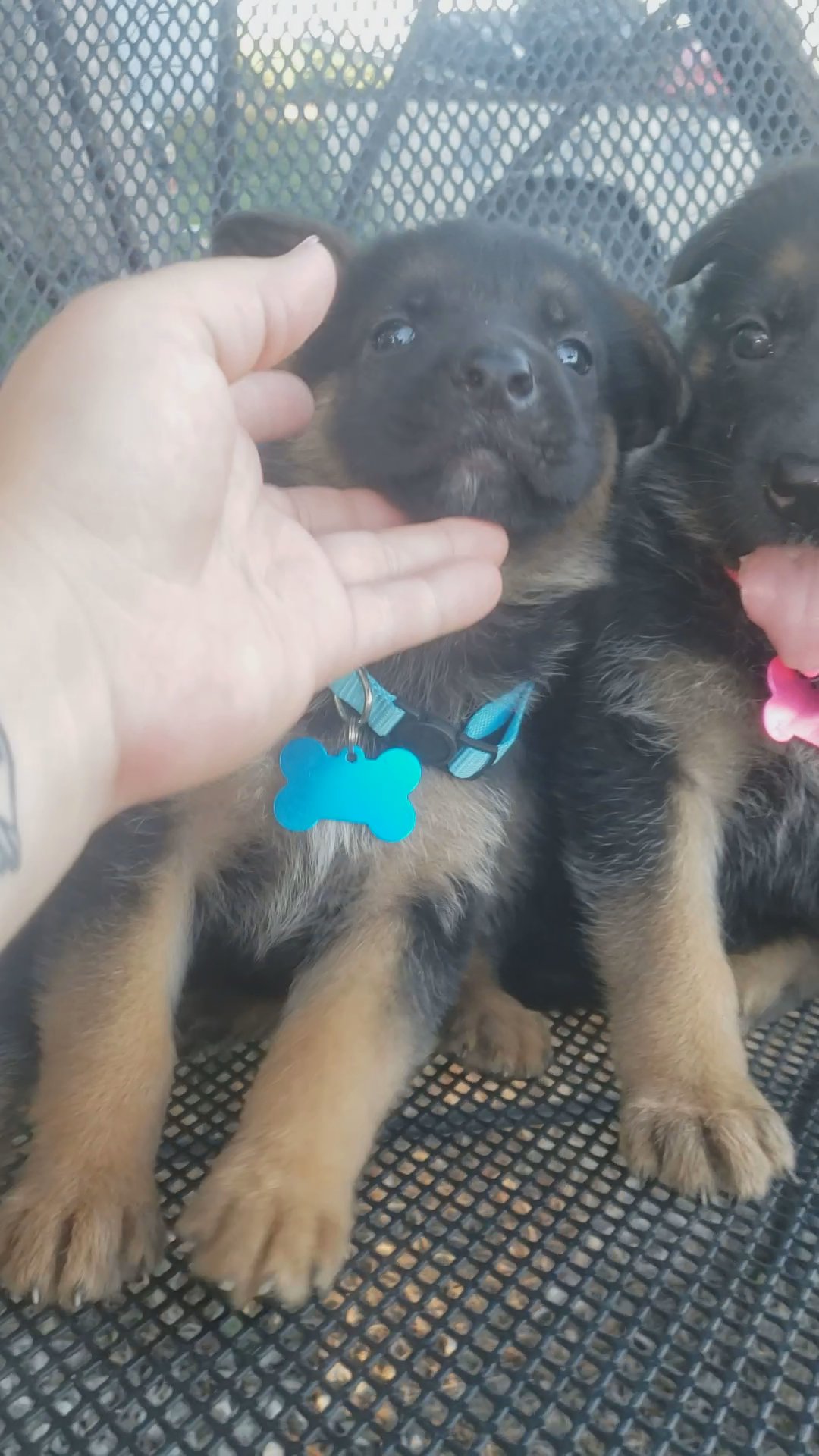 German shepherd  iris (L. blue) in Grand Island, Nebraska