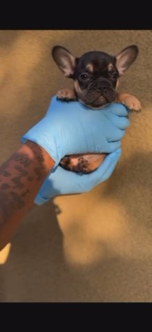 Black & Tan Female in San Diego, California