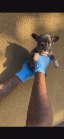 Blue & Tan Female Frenchie in San Diego, California