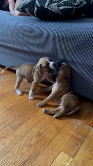 Puppies Being Puppies ? in New York City, New York