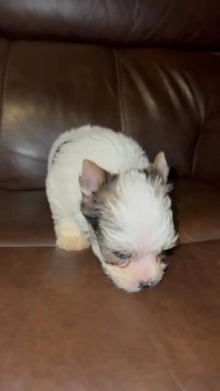 Male AKC Parti Yorkie in Boone, North Carolina