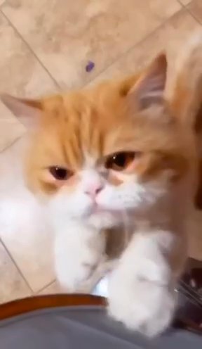 Exotic Shorthair Kitten in Los Angeles, California