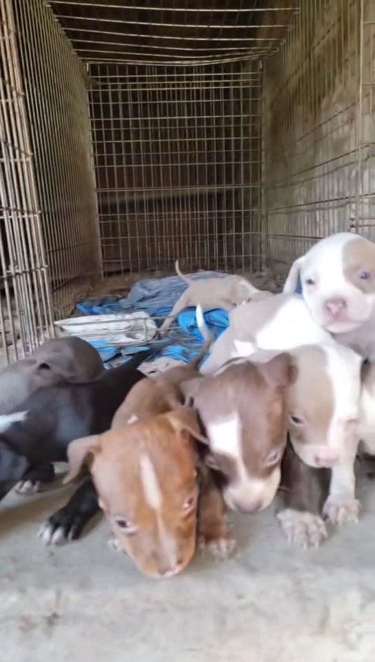 puppies in Chicago, Illinois