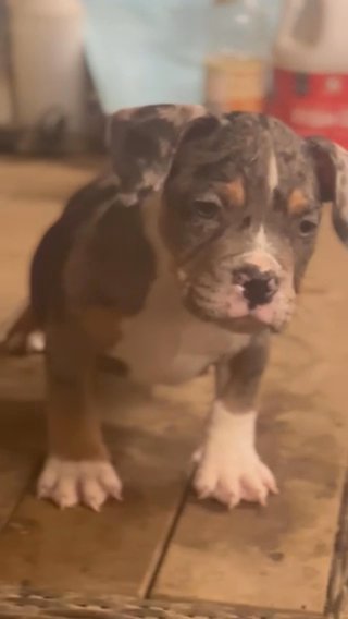 Blue Tri Merle Male Ready To Go in San Jacinto, California