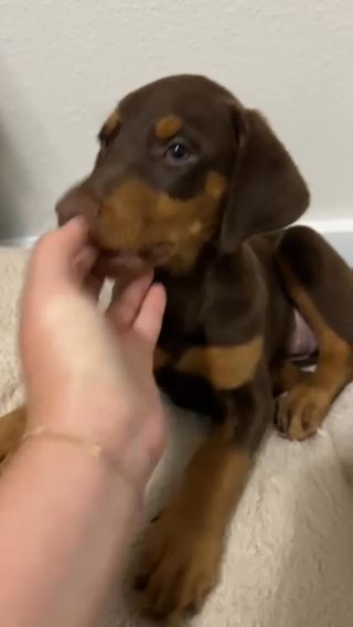 Female Doberman Pup in Buda, Texas