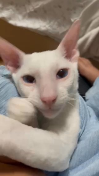 Cornish Rex in Newark, Delaware
