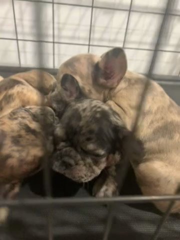 Merle Frenchies in Newark, New Jersey