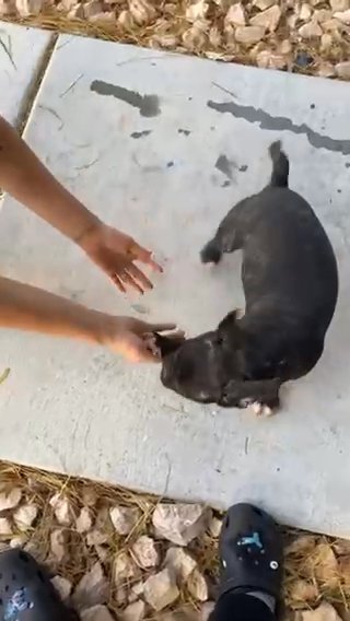 Frenchie Las Vegas Area Only! in Las Vegas, Nevada