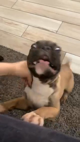 Frenchie Las Vegas Area Only! in Las Vegas, Nevada