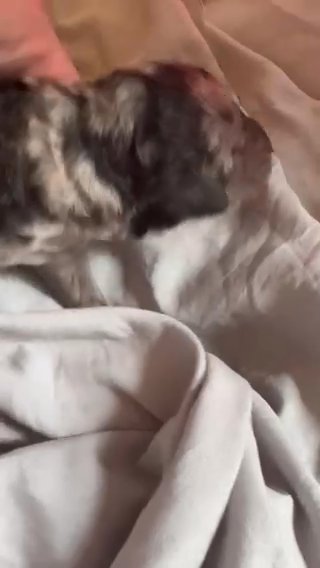 Akc Merle Standard Poodle Puppy in Indianapolis, Indiana