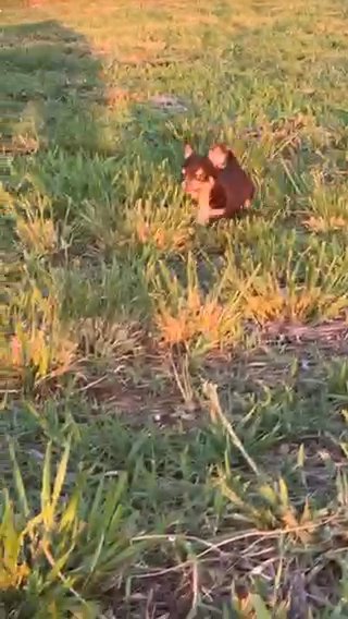 Longhair Chocolate Teacup Puppy in Charlotte, North Carolina