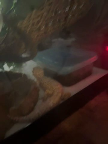 Rehoming Female leopard gecko in Chesterfield, Missouri