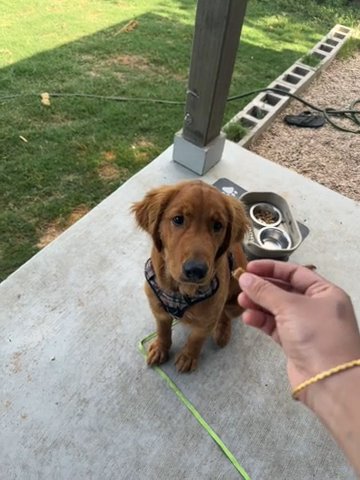 Leo in San Antonio, Texas