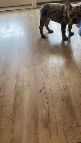 French Bulldog in Woodbridge, Virginia