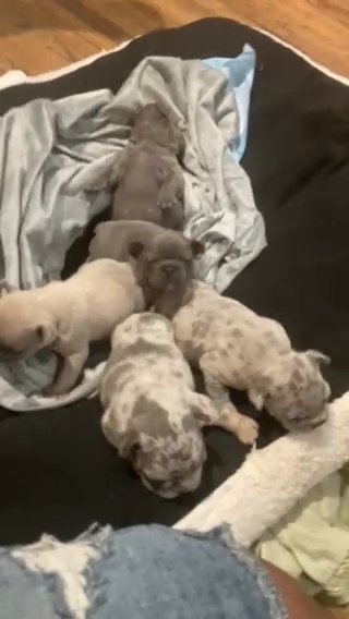 Flawless Frenchies in Oklahoma City, Oklahoma
